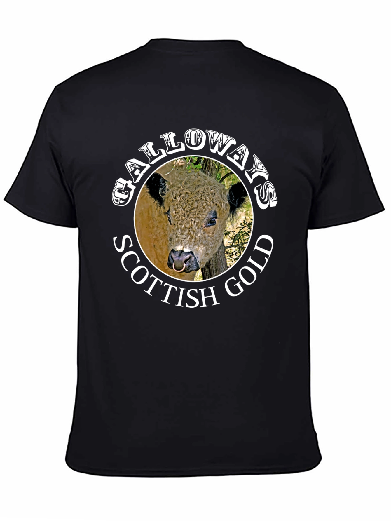 Galloway Scottish Gold Bull Graphic Black T-Shirt