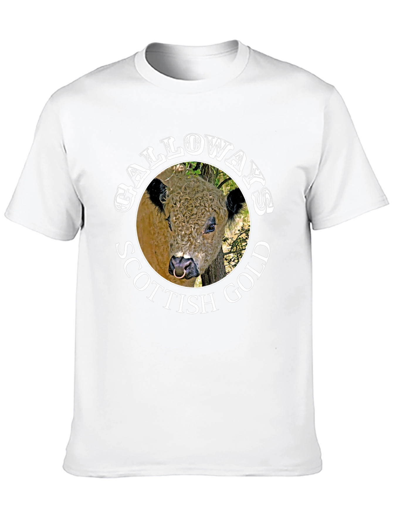 Galloway Scottish Gold Bull Graphic Black T-Shirt